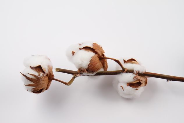 Cotton branch on white background - image #187791 gratis