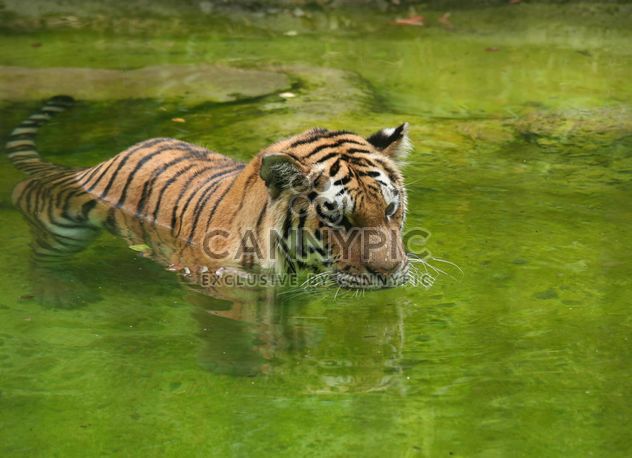 Tiger in water with reflection - бесплатный image #187821