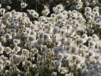 cotton grass mnogokoloskovaya - erioforos - image gratuit #197891 