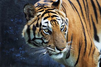 Tiger in Zoo - image gratuit #197911 
