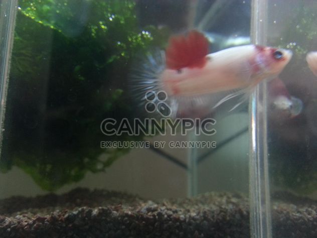 Siamese fighting fish in nano tank - image #198001 gratis