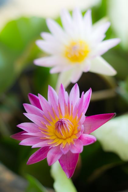 White and pink color lotus - бесплатный image #198061