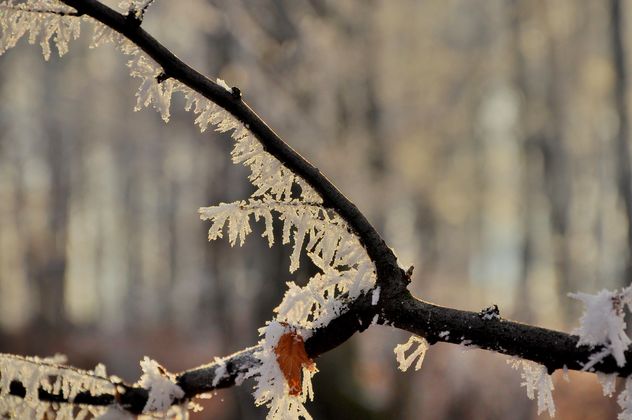Tree branch with hoar frost - image #198151 gratis