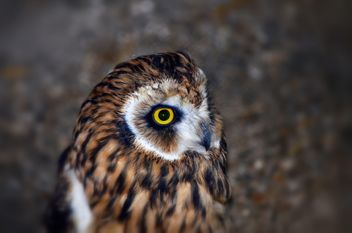 Portrait of brown owl - Free image #198191