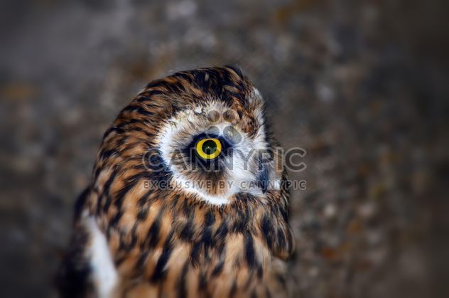 Portrait of brown owl - image gratuit #198191 