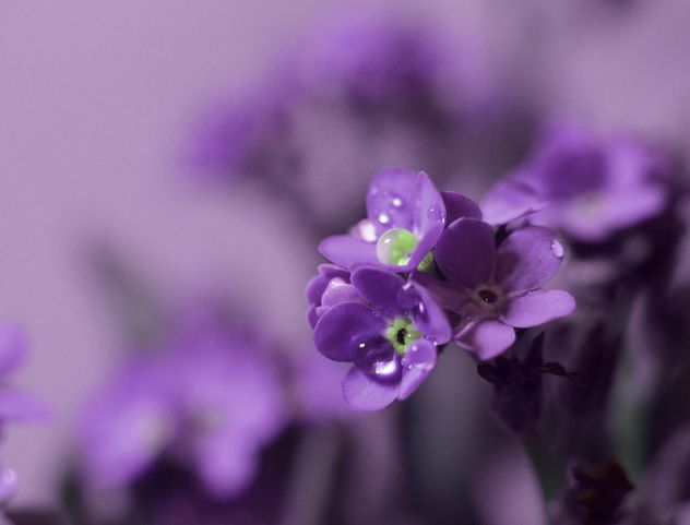 Small purple flowers - image gratuit #198211 