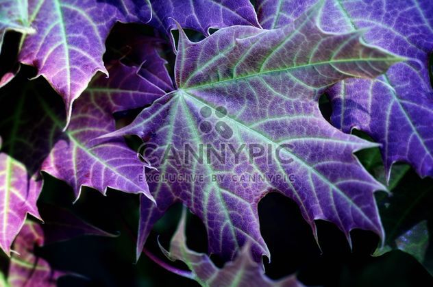 Purple maple leaves - image #198221 gratis