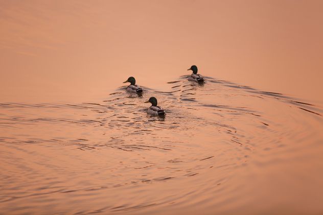 #morning #sunrise #ducks #birds #lake #reflection - Free image #198571
