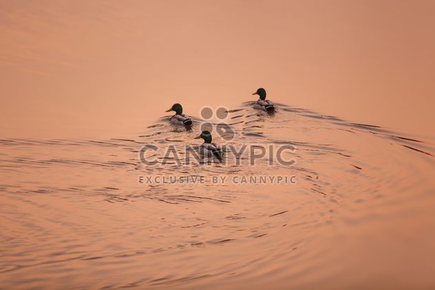 #morning #sunrise #ducks #birds #lake #reflection - image #198571 gratis