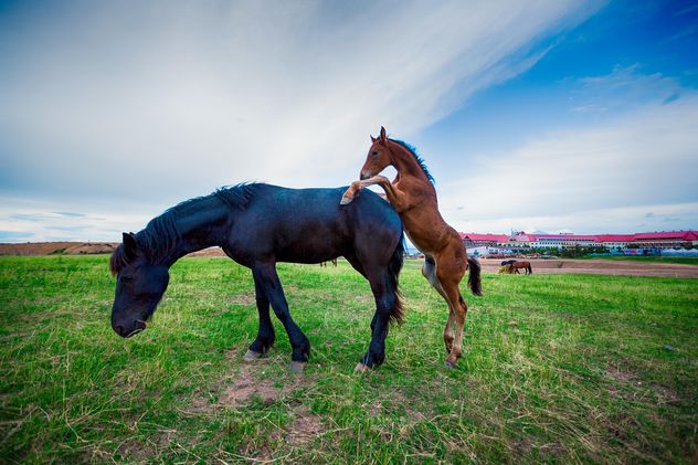 two horses in the field - image gratuit #198581 