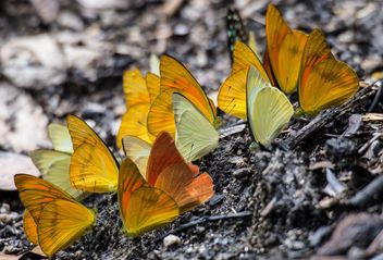 Yellow butterflies - Free image #199041