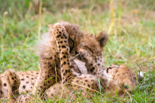 baby cheetah fight - image gratuit #200811 