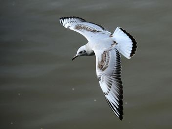Seagull flying over sea - image #201431 gratis