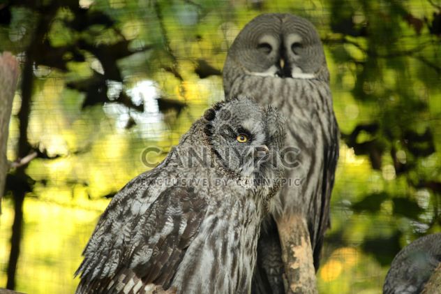 Gray owls on the tree - image gratuit #201441 