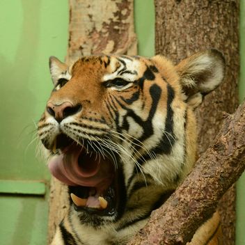 Yawning tiger - image gratuit #201451 