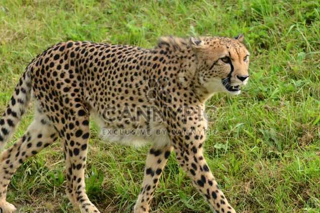 Cheetah on green grass - image #201461 gratis