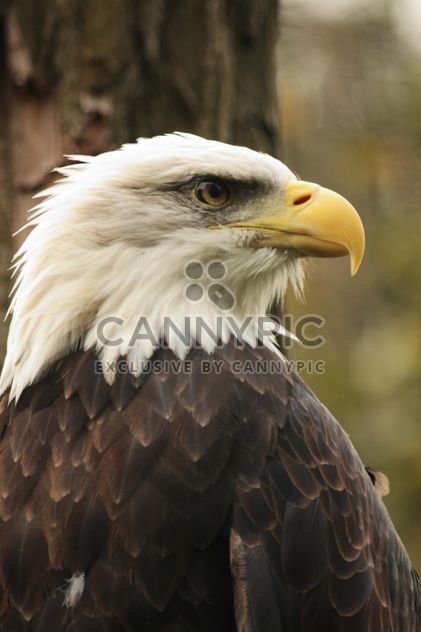 Portrait of a bald eagle - image #201471 gratis
