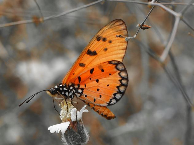 Tawny Coster butterfly on the flower - image gratuit #201501 