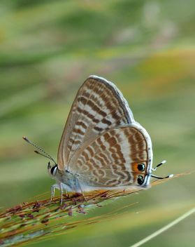 Grey butterfly - бесплатный image #201511