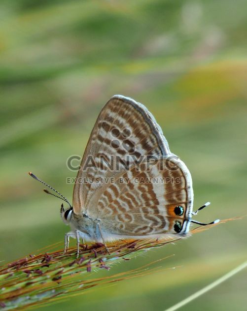 Grey butterfly - Kostenloses image #201511