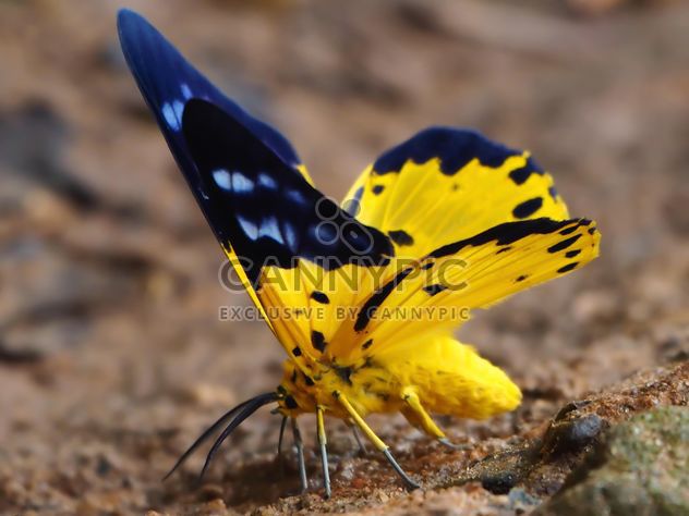 Spotted golden-looper moth butterfly - image #201531 gratis