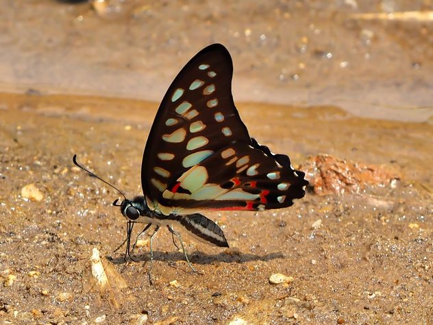 Black-blue butterfly - image gratuit #201551 