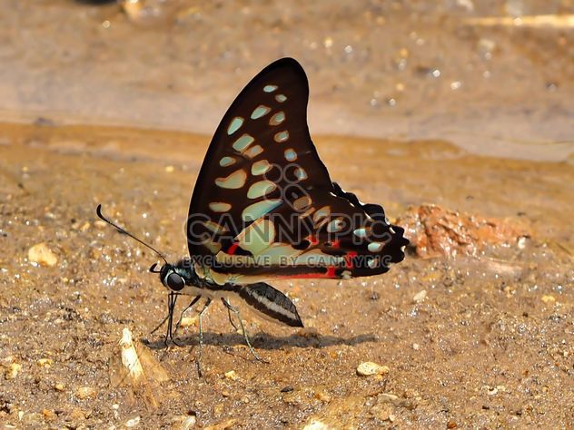 Black-blue butterfly - image gratuit #201551 