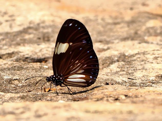 Brown butterfly - image gratuit #201571 