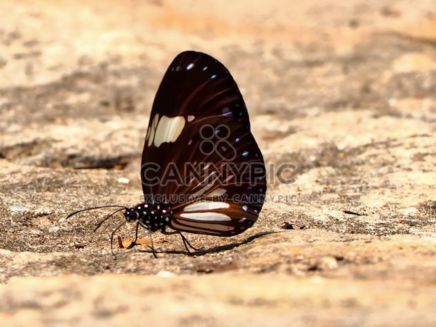 Brown butterfly - image gratuit #201571 