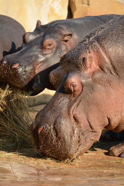 Hippos In The Zoo - image #201591 gratis
