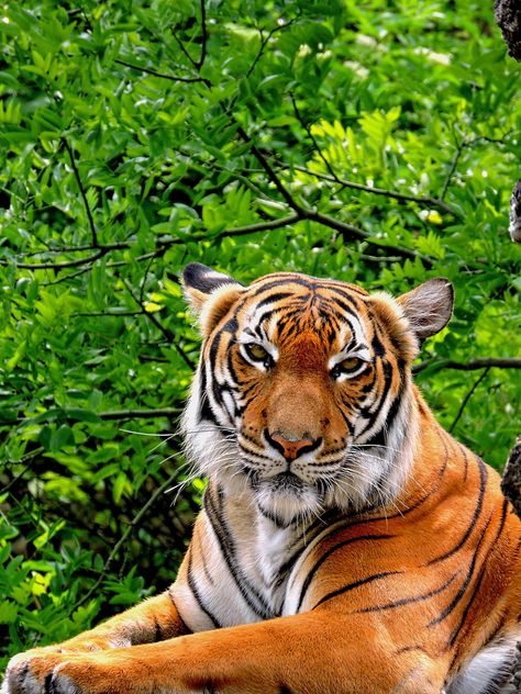 Tiger Close Up - Kostenloses image #201601