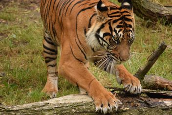 Tiger in the Zoo - бесплатный image #201621