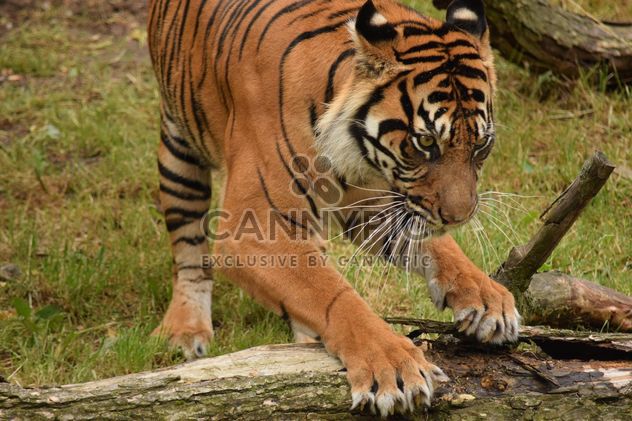 Tiger in the Zoo - Free image #201621