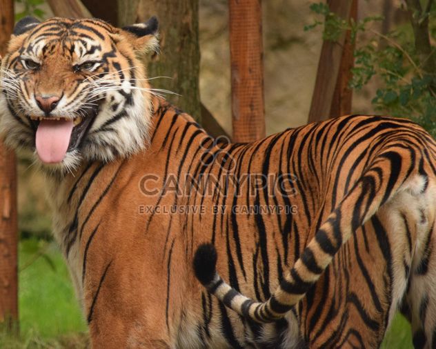 Tiger in the Zoo - Kostenloses image #201631
