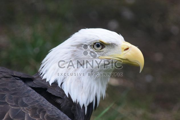 Portrait Of Eagle - image #201651 gratis