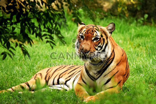 Tiger in the Zoo - Free image #201661