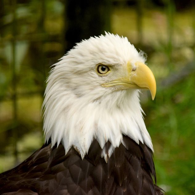 Portrait of Bald Eagle - image #201671 gratis