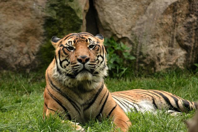 Tiger in the Zoo - image #201681 gratis
