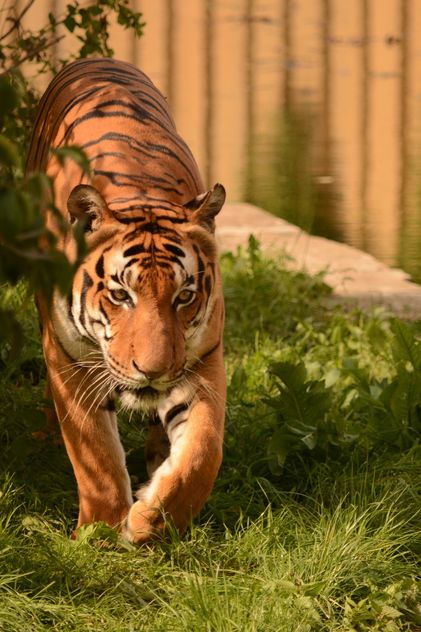 Tiger Close Up - Kostenloses image #201711