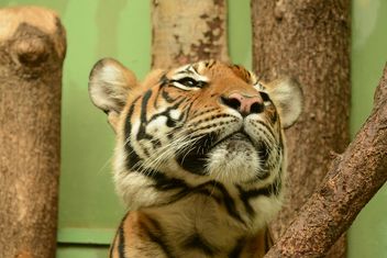 Tiger Close Up - image gratuit #201721 