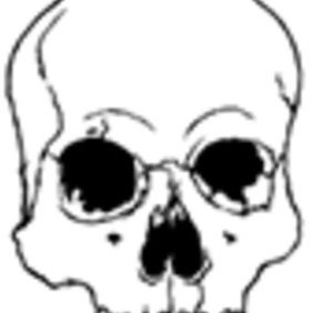 Hand Drawn Skull Vector - vector gratuit #222601 