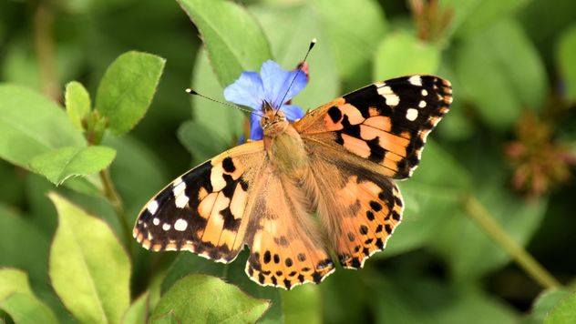Butterfly close-up - бесплатный image #225331