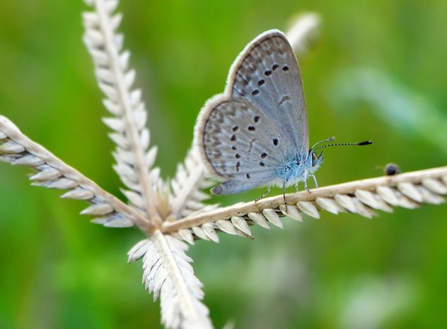 Butterfly close-up - image gratuit #225371 