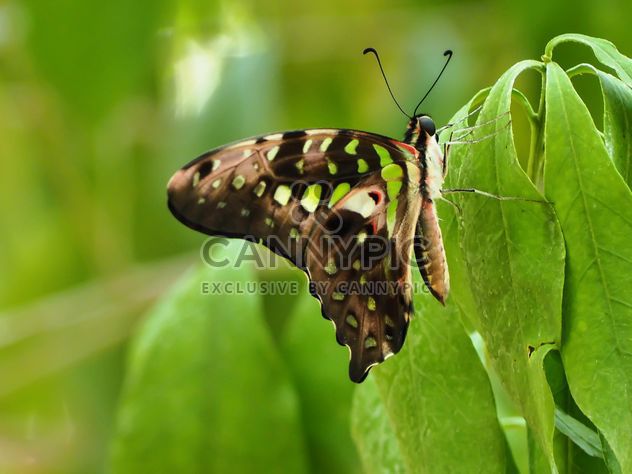 Butterfly close-up - бесплатный image #225401