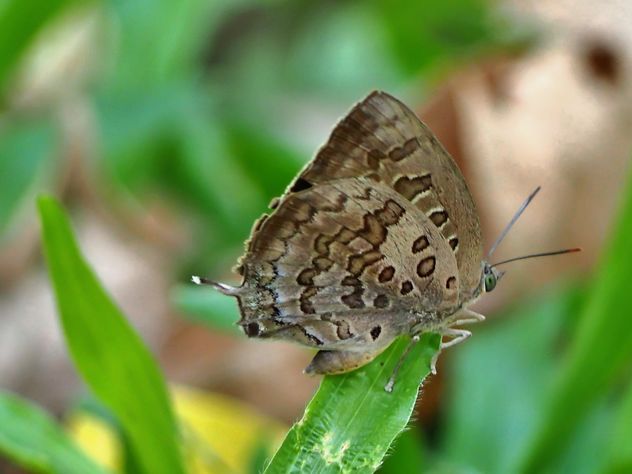 Butterfly close-up - image gratuit #225411 