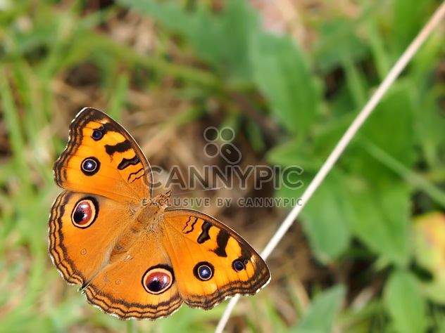 Butterfly close-up - Free image #225421