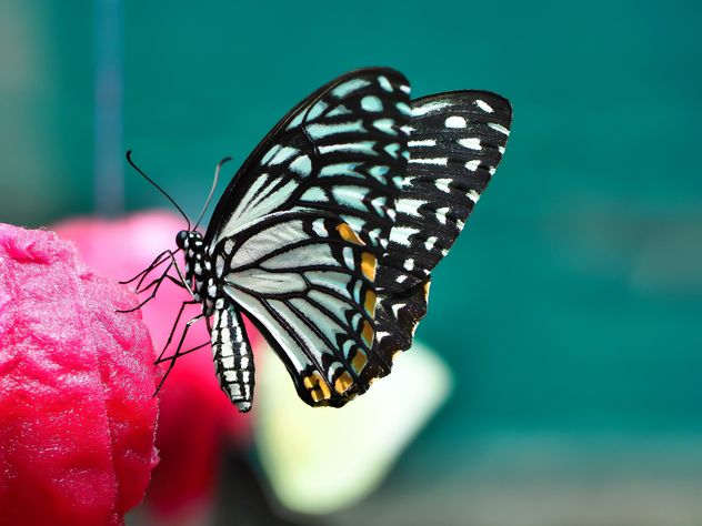 Butterfly close-up - image gratuit #225441 