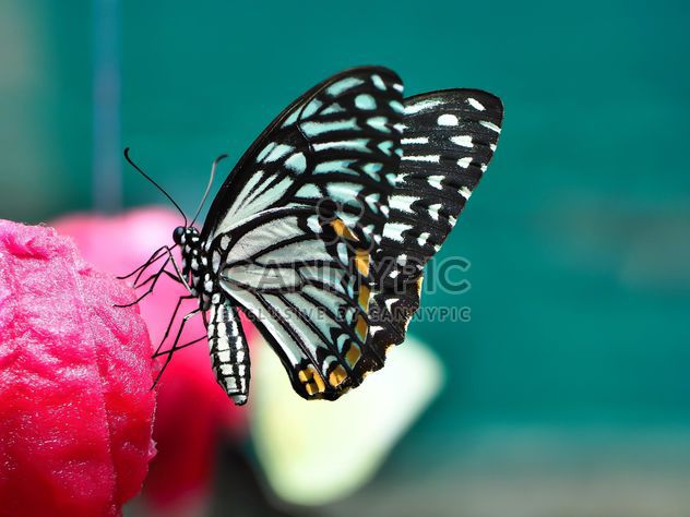 Butterfly close-up - бесплатный image #225441