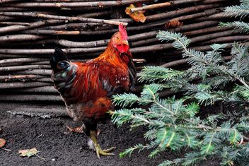 Hen in a farmyard - image #229421 gratis