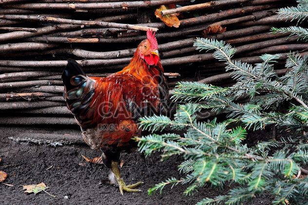 Hen in a farmyard - бесплатный image #229421